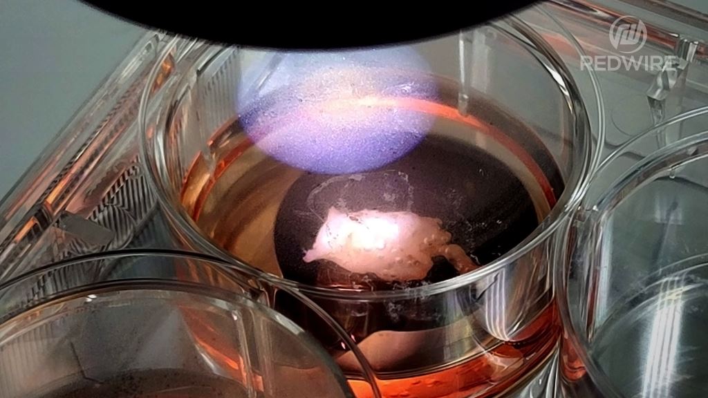 Redwire Returns First Bioprinted Cardiac Tissue from ISS