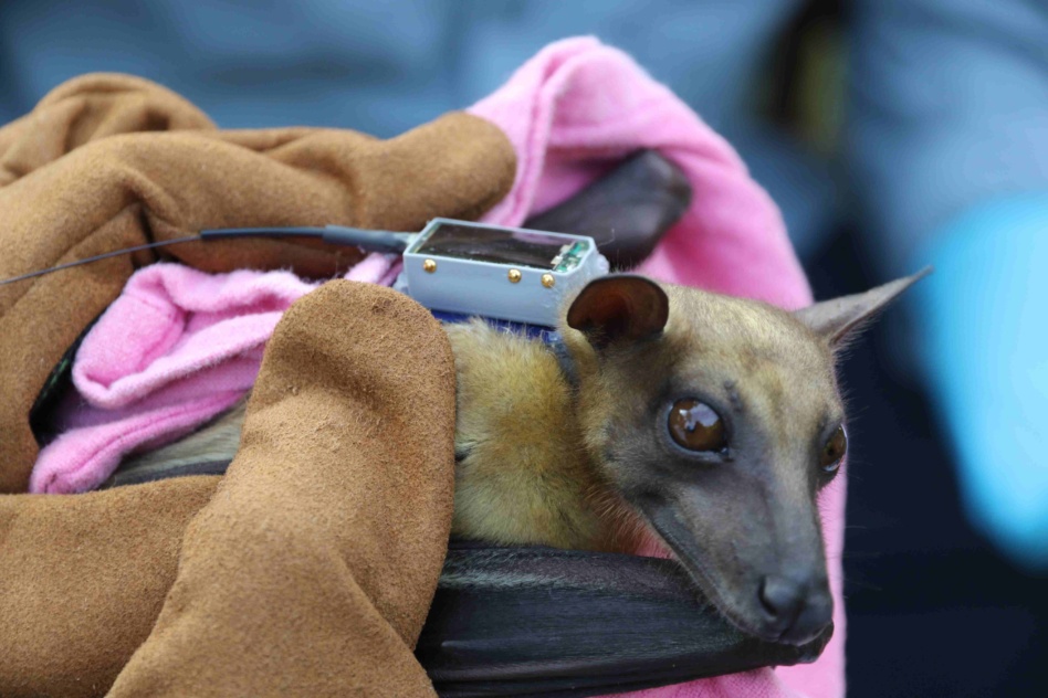 A flying fox fitted with a 5g transmitter. Image: TALOS