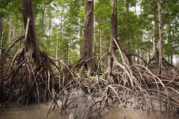 Kuva Space, WWF-Indonesia Team Up to Test Hyperspectral Blue Carbon Mapping